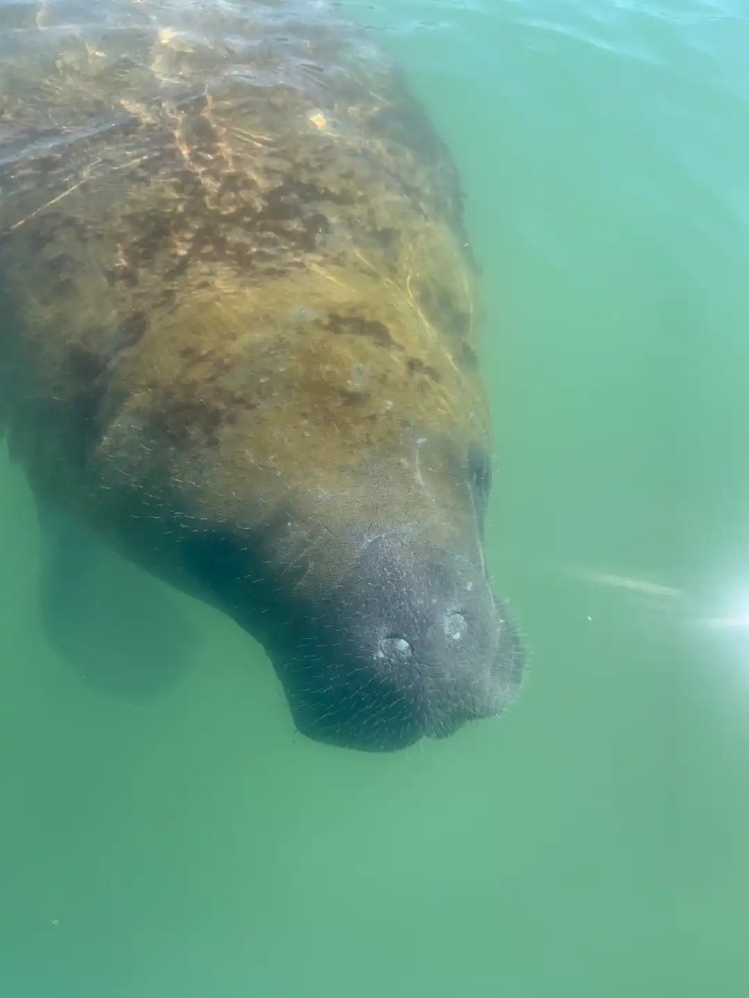 Curious manatee surfacing in the shallow waters of Estero Bay near Big Hickory Island