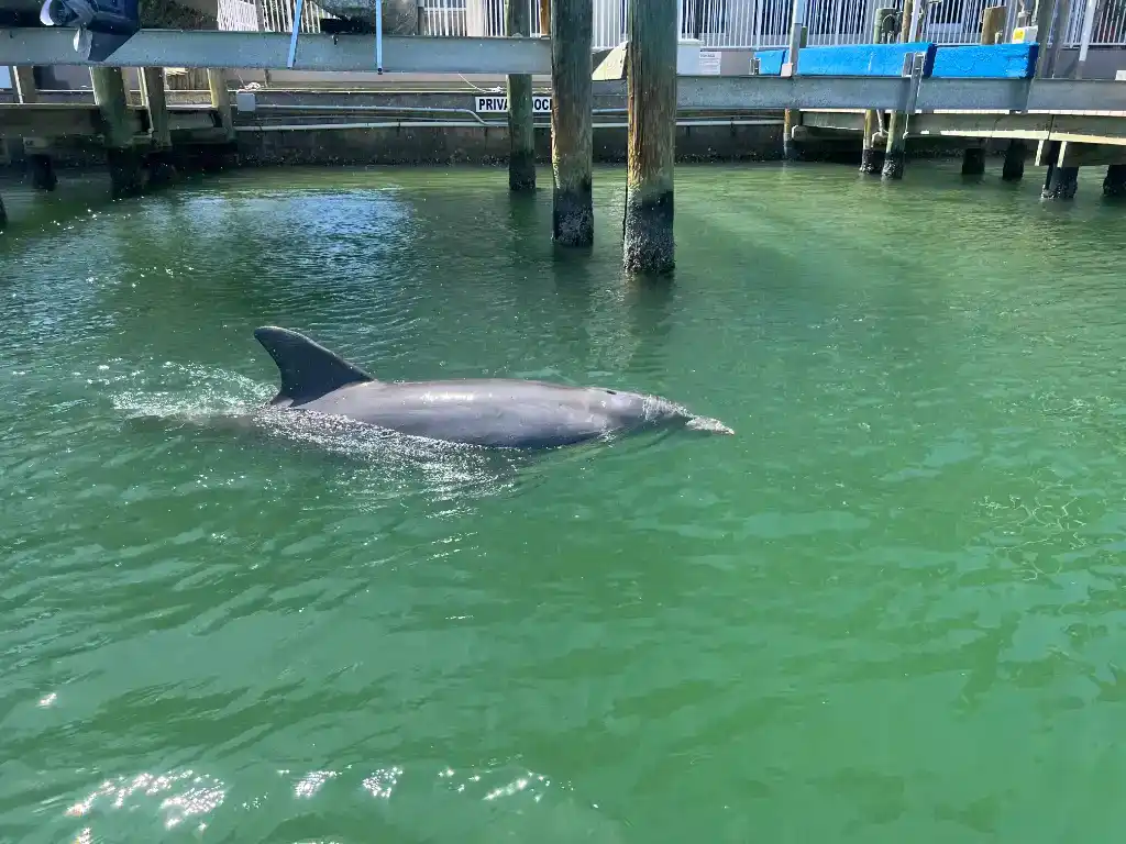 Bottlenose dolphin hunting fish in the channels of Estero Bay