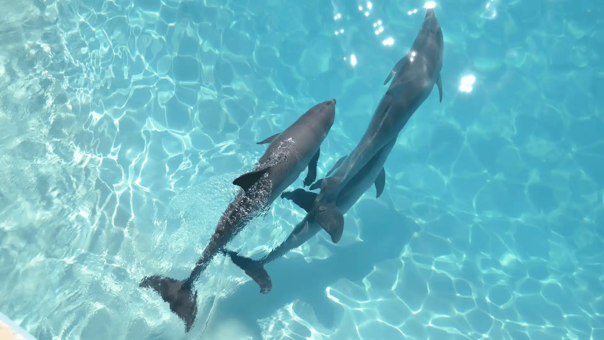 Dolphins swimming in the clear waters near Big Hickory Island