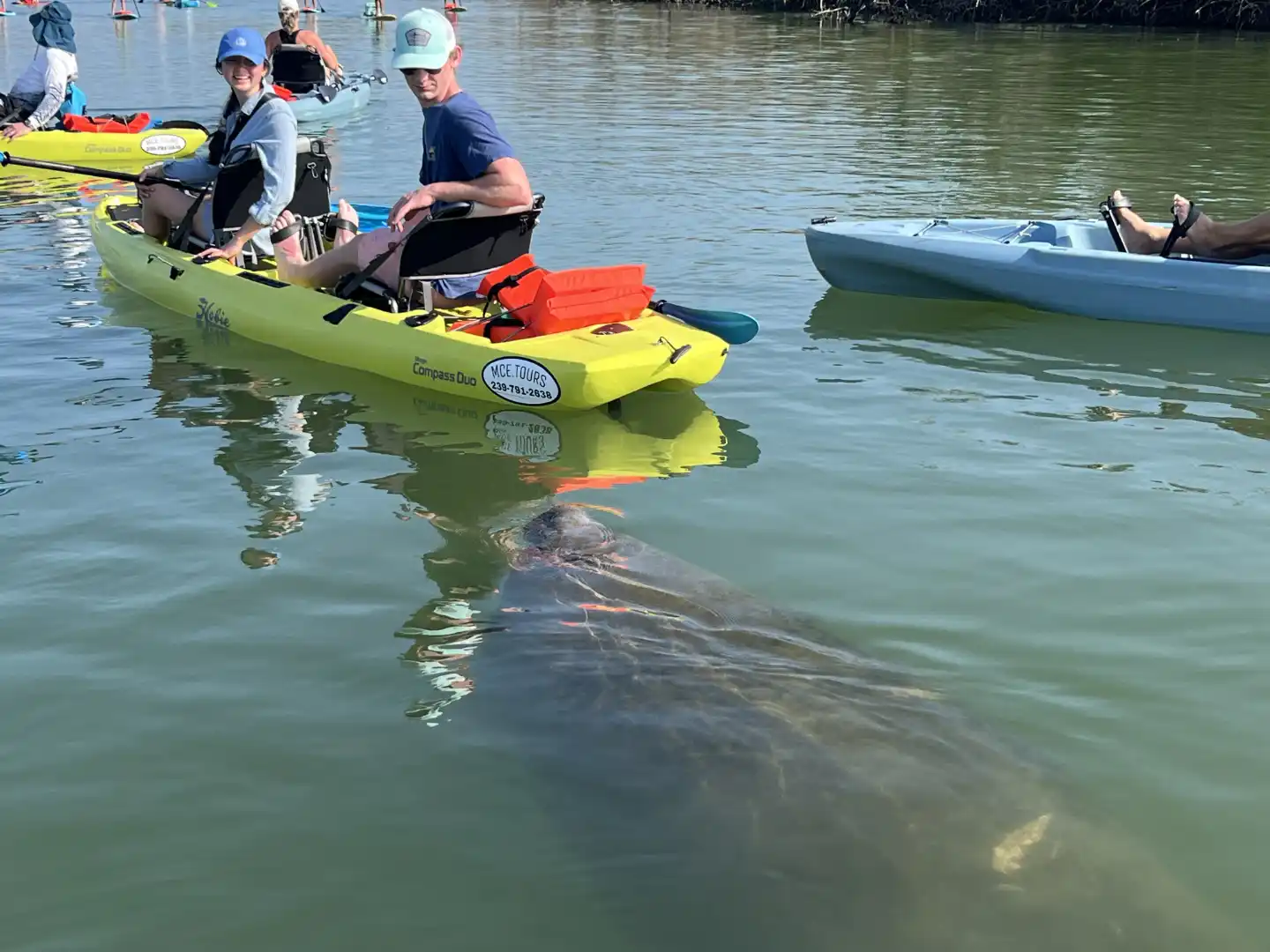 Manatee surfacing near a kayak in the shallow waters of Estero Bay