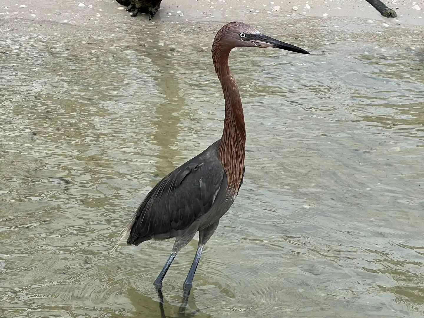 Reddish egret foraging on the tidal flats of Estero Bay
