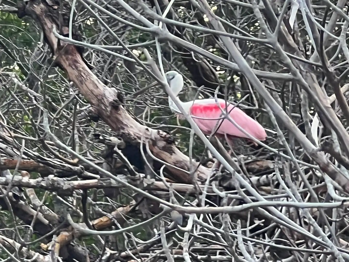 Roseate spoonbill wading in the mangroves near Big Hickory Island